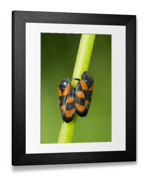 Framed Print : Black-and-red Froghopper (Cercopis vulnerata) adult pair, mating on stem, Powys, Wales, June Framed Print : Black-and-red Froghopper (Cercopis vulnerata) adult pair, mating on stem, Powys, Wales, June
