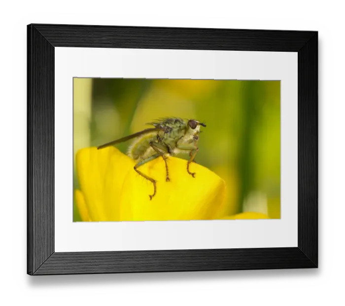 Framed Print : Yellow Dungfly (Scathophaga stercoraria) adult, resting on buttercup flower, Pembrokeshire, Wales, June Framed Print : Yellow Dungfly (Scathophaga stercoraria) adult, resting on buttercup flower, Pembrokeshire, Wales, June