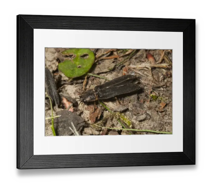 Framed Print : Common Glow-worm (Lampyris noctiluca) adult male, Kent, England, July Framed Print : Common Glow-worm (Lampyris noctiluca) adult male, Kent, England, July