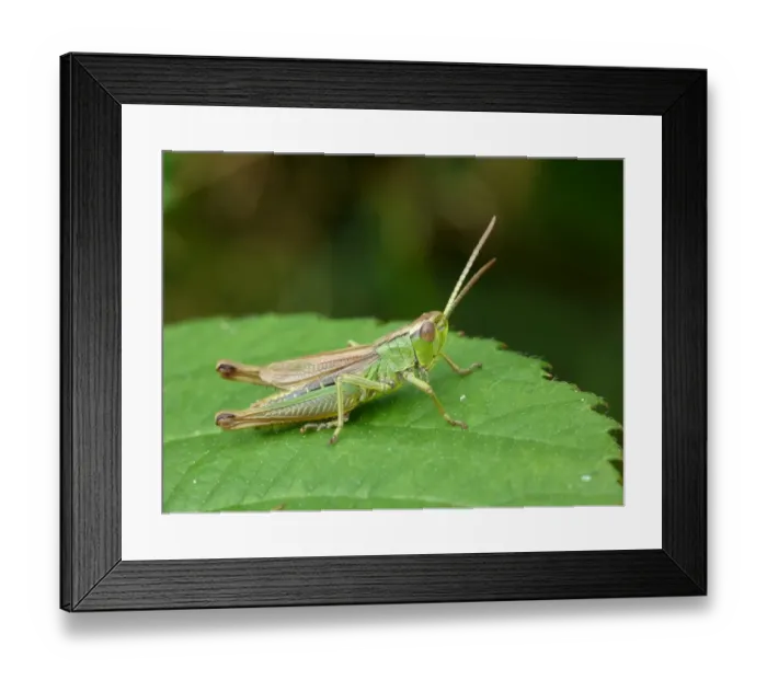 Framed Print : Common Green Grasshopper (Omocestus viridulus) adult, resting on Bramble (Rubus fruticosus) leaf, Leicestershire