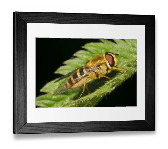 Framed Print : Common Banded Hoverfly (Syrphus ribesii) adult, resting on Stinging Nettle (Urtica dioica) leaf, Bexley, Kent, England Framed Print : Common Banded Hoverfly (Syrphus ribesii) adult, resting on Stinging Nettle (Urtica dioica) leaf, Bexley, Kent, England