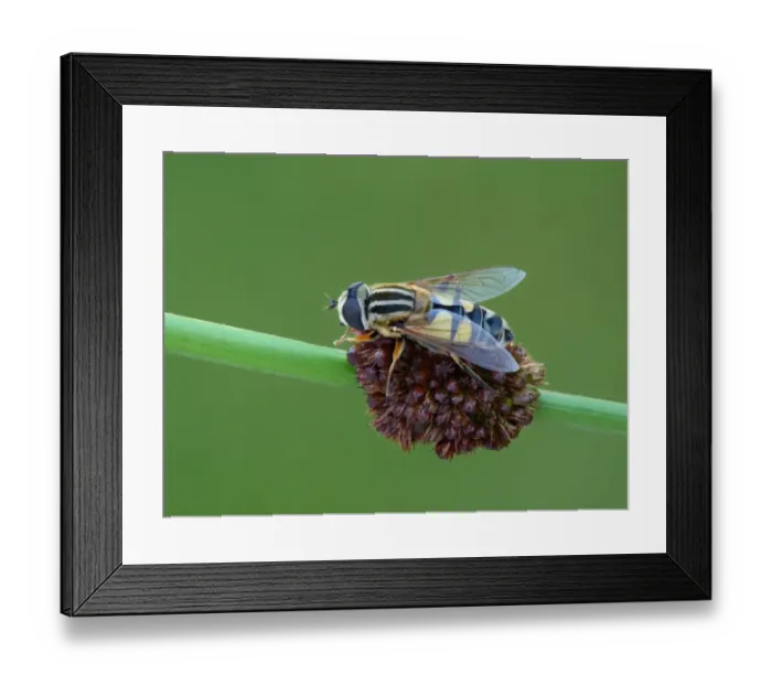 Framed Print : Hoverfly (Helophilus trivittatus) adult, resting on stem, Leicestershire, England, July Framed Print : Hoverfly (Helophilus trivittatus) adult, resting on stem, Leicestershire, England, July