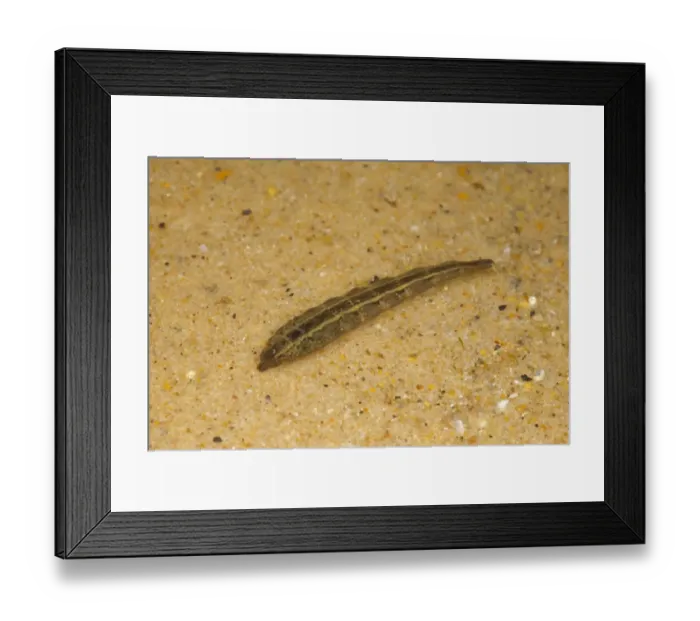 Framed Print : Horsefly (Tabanus sp. ) larva, in shallow water, Norfolk, England, September (controlled) Framed Print : Horsefly (Tabanus sp. ) larva, in shallow water, Norfolk, England, September (controlled)