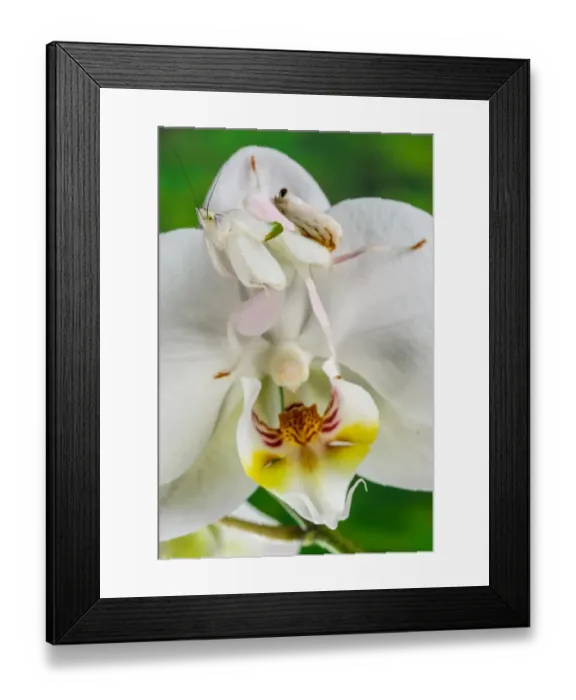 Framed Print : Orchid Mantis (Hymenopus coronatus) subadult, waiting for prey, camouflaged on orchid flower, Malaysia (captive) Framed Print : Orchid Mantis (Hymenopus coronatus) subadult, waiting for prey, camouflaged on orchid flower, Malaysia (captive)