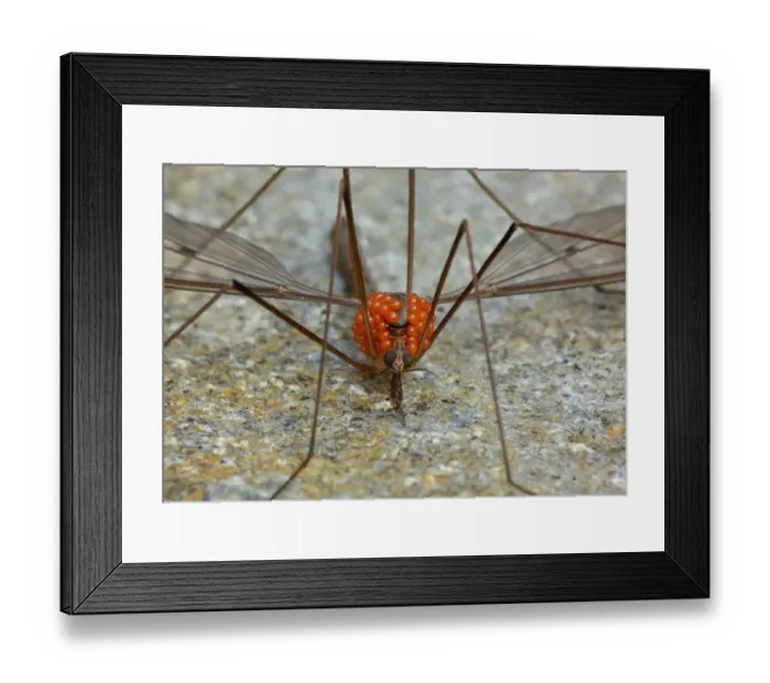 Framed Print : Cranefly (Tipulidae sp. ) adult, infested with parasitic mites, Cannobina Valley, Italian Alps, Piedmont Framed Print : Cranefly (Tipulidae sp. ) adult, infested with parasitic mites, Cannobina Valley, Italian Alps, Piedmont