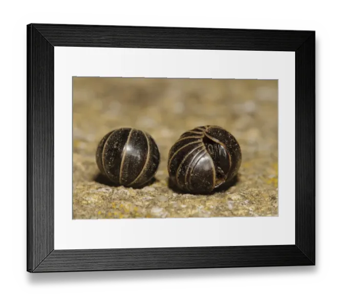 Framed Print : Common Pill Millipede (Glomeris marginata) two adults, rolled up in defensive balls with one just beginning to open up Framed Print : Common Pill Millipede (Glomeris marginata) two adults, rolled up in defensive balls with one just beginning to open up
