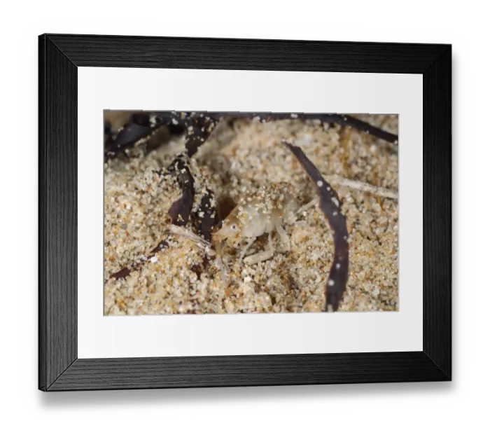Framed Print : Common Sandhopper Talitrus saltator adult, on beach strandline, Gower Peninsula, Glamorgan, South Wales, August Framed Print : Common Sandhopper Talitrus saltator adult, on beach strandline, Gower Peninsula, Glamorgan, South Wales, August
