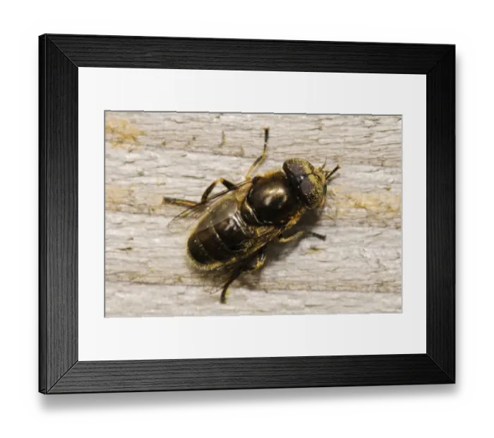 Framed Print : Shore Hoverfly (Eristalinus aeneus) adult, resting on wooden fence, West Canvey Marshes RSPB Reserve, Canvey Island Framed Print : Shore Hoverfly (Eristalinus aeneus) adult, resting on wooden fence, West Canvey Marshes RSPB Reserve, Canvey Island