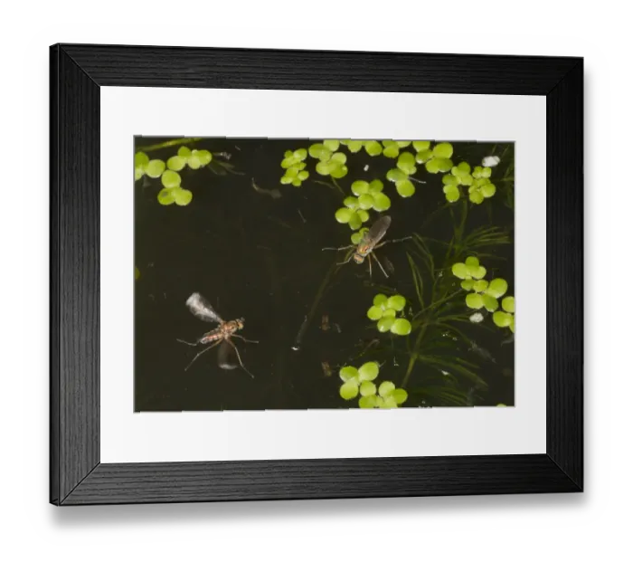 Framed Print : Glittering Green Fly (Poecilobothrus nobilitatus) adult pair, male courting female Framed Print : Glittering Green Fly (Poecilobothrus nobilitatus) adult pair, male courting female
