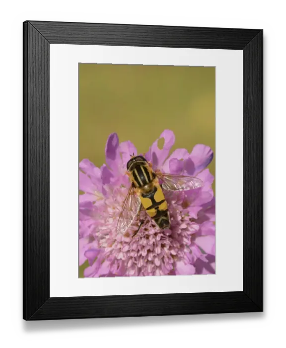 Framed Print : Brindled Hoverfly (Helophilus pendulus) adult, resting on scabious flower, Oxfordshire, England, July Framed Print : Brindled Hoverfly (Helophilus pendulus) adult, resting on scabious flower, Oxfordshire, England, July