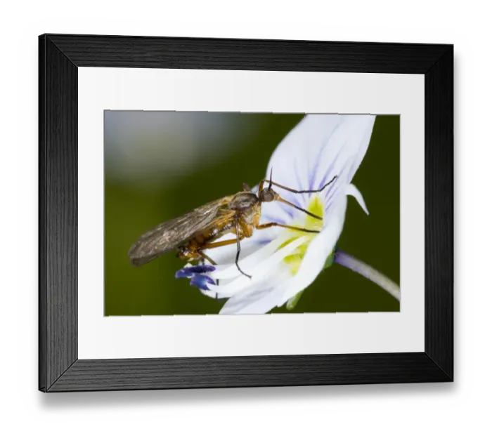 Framed Print : Dance Fly (Empis sp. ) adult female, feeding on speedwell flower in garden, Powys, Wales, May Framed Print : Dance Fly (Empis sp. ) adult female, feeding on speedwell flower in garden, Powys, Wales, May