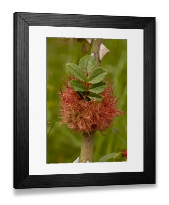 Framed Print : Robins Pincushion (Diplolepis rosae) gall, on rose stem, Dorset, England, July Framed Print : Robins Pincushion (Diplolepis rosae) gall, on rose stem, Dorset, England, July
