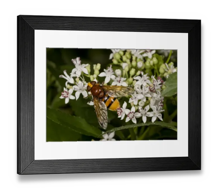 Framed Print : Lesser Hornet Hoverfly (Volucella inanis) adult, feeding on Danewort (Sambucus ebulus) flowers, France, August Framed Print : Lesser Hornet Hoverfly (Volucella inanis) adult, feeding on Danewort (Sambucus ebulus) flowers, France, August