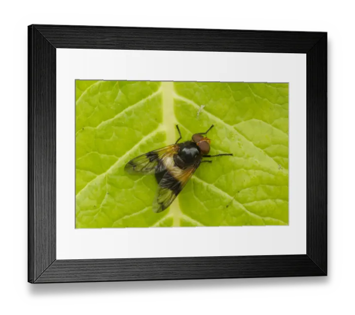 Framed Print : Pellucid Hoverfly (Volucella pellucens) adult, resting on leaf, Sheffield, South Yorkshire, England, July Framed Print : Pellucid Hoverfly (Volucella pellucens) adult, resting on leaf, Sheffield, South Yorkshire, England, July