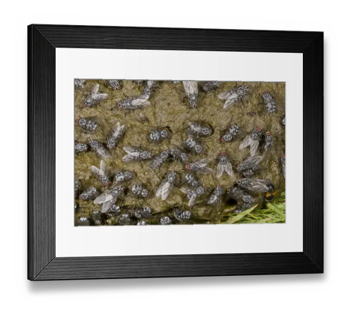 Framed Print : Flesh Fly (Sarcophaga sp. ) adults, mass covering cow dung, Auvergne, France, July Framed Print : Flesh Fly (Sarcophaga sp. ) adults, mass covering cow dung, Auvergne, France, July