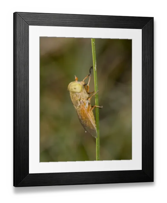Framed Print : Golden Horsefly (Atylotus fulvus) adult, resting on leaf in mire, New Forest, Hampshire, England, July Framed Print : Golden Horsefly (Atylotus fulvus) adult, resting on leaf in mire, New Forest, Hampshire, England, July
