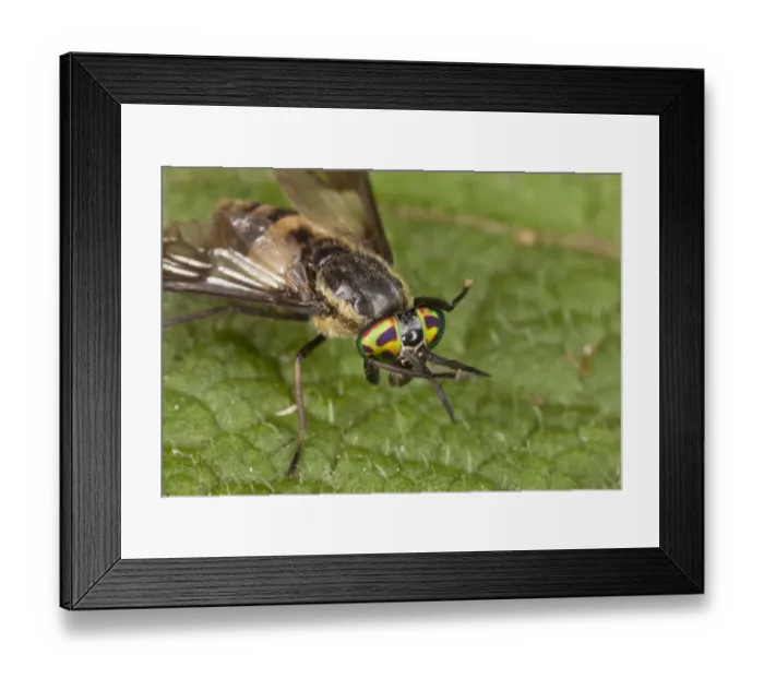 Framed Print : Square-spot Deerfly (Chrysops viduatus) adult female, cleaning iridescent eyes with legs, France, August