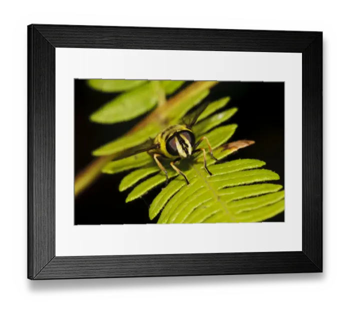 Framed Print : Hoverfly (Myathropa florea) adult, resting on bracken frond in heathland, Bostall Heath, Royal Borough of Greenwich Framed Print : Hoverfly (Myathropa florea) adult, resting on bracken frond in heathland, Bostall Heath, Royal Borough of Greenwich