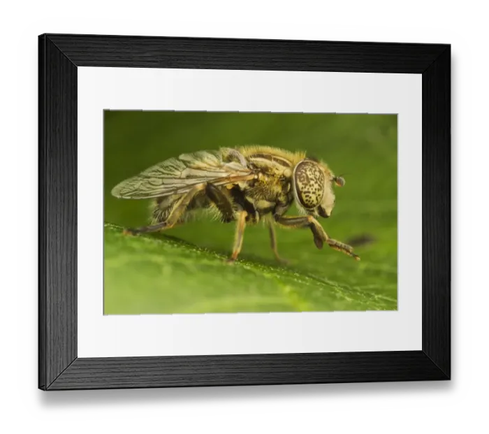 Framed Print : Hoverfly (Eristalinus sepulchralis) adult, resting on leaf, Leicestershire, England, July