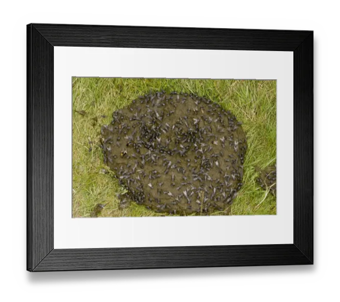 Framed Print : Flesh Fly (Sarcophaga sp. ) and Noon Fly (Mesembrina sp. ) adults, mass covering cow dung, Auvergne, France, July