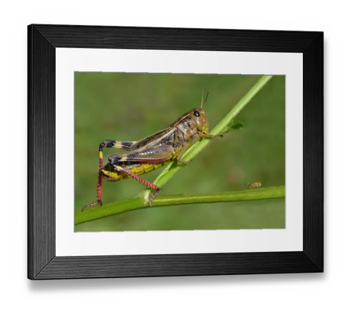 Framed Print : Large Banded Grasshopper (Arcyptera fusca) adult female, resting on stem, Cannobina Valley, Italian Alps, Piedmont Framed Print : Large Banded Grasshopper (Arcyptera fusca) adult female, resting on stem, Cannobina Valley, Italian Alps, Piedmont