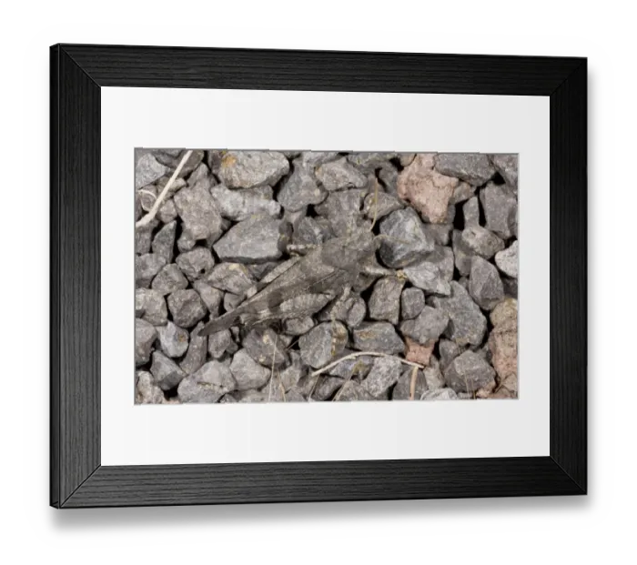 Framed Print : Blue-winged Grasshopper (Oedipoda caerulescens) adult, camouflaged on stones, Auvergne, France, August