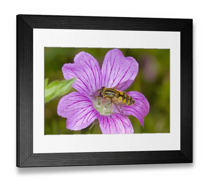 Framed Print : Brindled Hoverfly (Helophilus pendulus) adult, feeding on mallow flower, Norfolk, England, August Framed Print : Brindled Hoverfly (Helophilus pendulus) adult, feeding on mallow flower, Norfolk, England, August