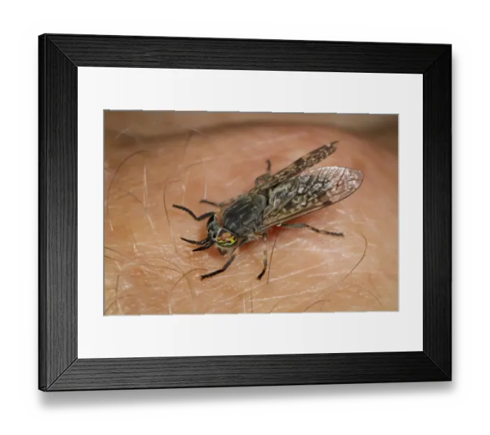 Framed Print : Cleg Fly (Haematopota pluvialis) adult, biting human hand, Powys, Wales, July