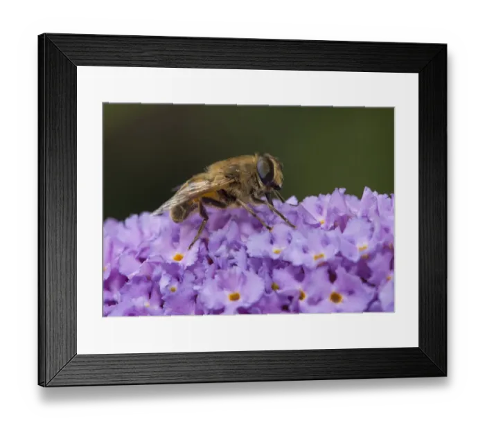 Framed Print : Drone Fly (Eristalis tenax) adult, feeding on Buddleia (Buddleja sp. ) flower in garden, Chipping, Lancashire, England Framed Print : Drone Fly (Eristalis tenax) adult, feeding on Buddleia (Buddleja sp. ) flower in garden, Chipping, Lancashire, England
