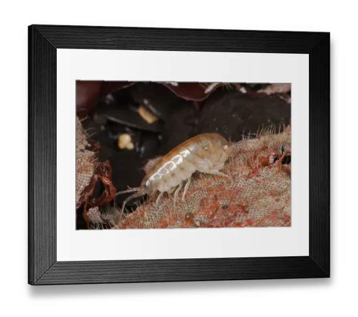Framed Print : Sandhopper (Orchestia gammarellus) adult, under strandline debris, Kimmeridge Bay, Isle of Purbeck, Dorset, England