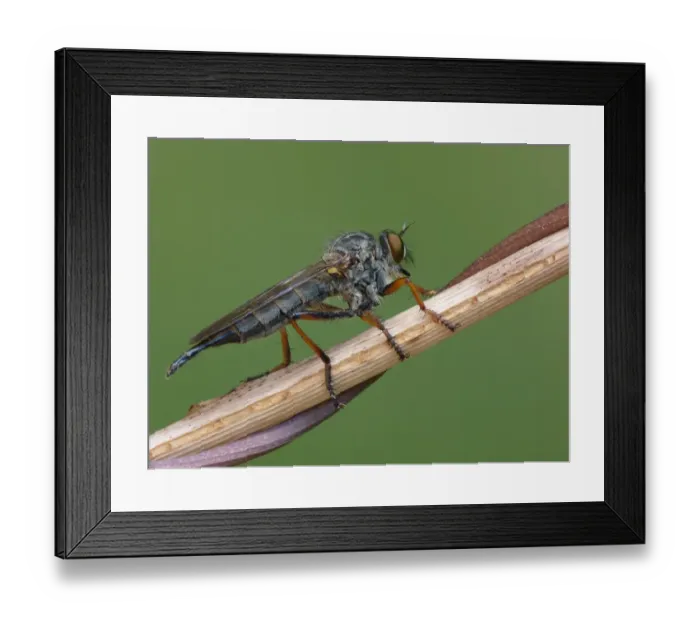 Framed Print : Kite-tailed Robberfly (Machimus atricapillus) adult male, resting on stem, Cannobina Valley, Italian Alps, Piedmont Framed Print : Kite-tailed Robberfly (Machimus atricapillus) adult male, resting on stem, Cannobina Valley, Italian Alps, Piedmont