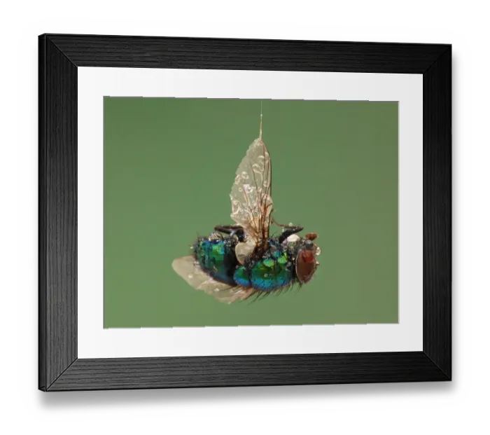 Framed Print : Bluebottle (Calliphora vomitoria) adult, trapped in silken thread from spider web, in garden, Leicestershire, England Framed Print : Bluebottle (Calliphora vomitoria) adult, trapped in silken thread from spider web, in garden, Leicestershire, England