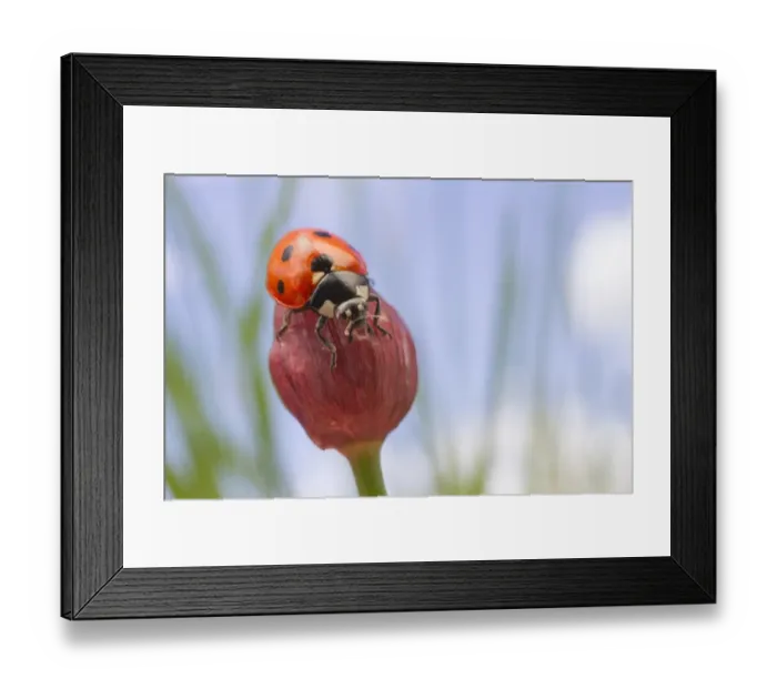Framed Print : Seven-spot Ladybird (Coccinella septempunctata) adult, resting on chive flowerbud, Leicestershire, England, May