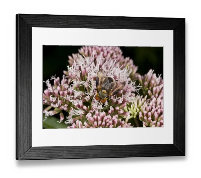 Framed Print : Tachinid Fly (Alophora hemiptera) adult, feeding on Hemp Agrimony (Eupatorium cannabinum) flowers, Hampshire, England Framed Print : Tachinid Fly (Alophora hemiptera) adult, feeding on Hemp Agrimony (Eupatorium cannabinum) flowers, Hampshire, England