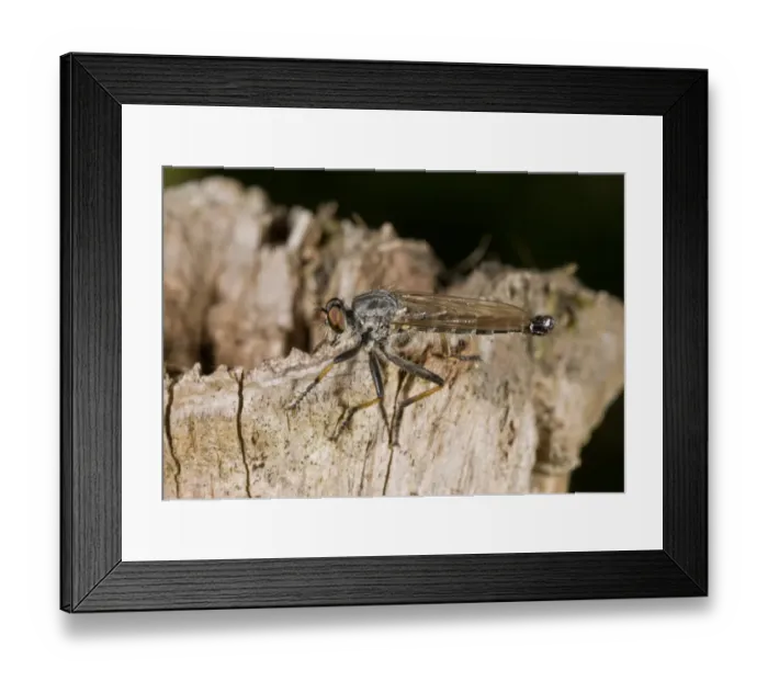 Framed Print : Common Awl Robberfly (Neoitamus cyanurus) adult, Hampshire, England, August