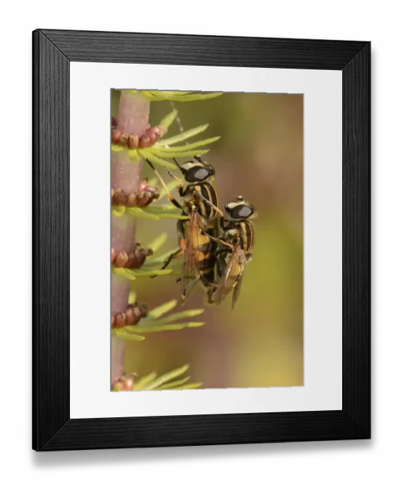 Framed Print : Brindled Hoverfly (Helophilus pendulus) adult pair, mating, Oxfordshire, England, July Framed Print : Brindled Hoverfly (Helophilus pendulus) adult pair, mating, Oxfordshire, England, July