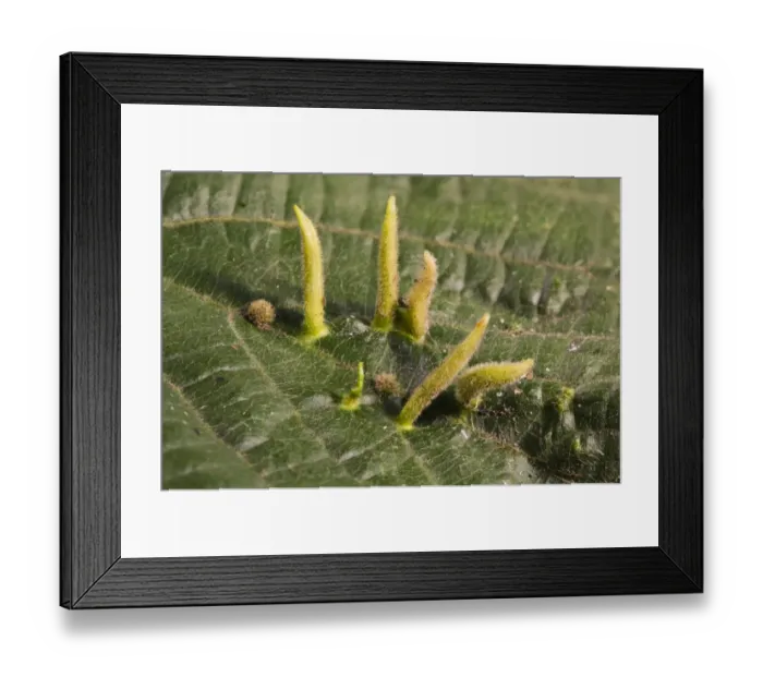 Framed Print : Lime Nail-gall Mite (Eriophyes tiliae) galls, growing from surface of Lime (Tilia sp. ) leaf, Clumber Park Framed Print : Lime Nail-gall Mite (Eriophyes tiliae) galls, growing from surface of Lime (Tilia sp. ) leaf, Clumber Park