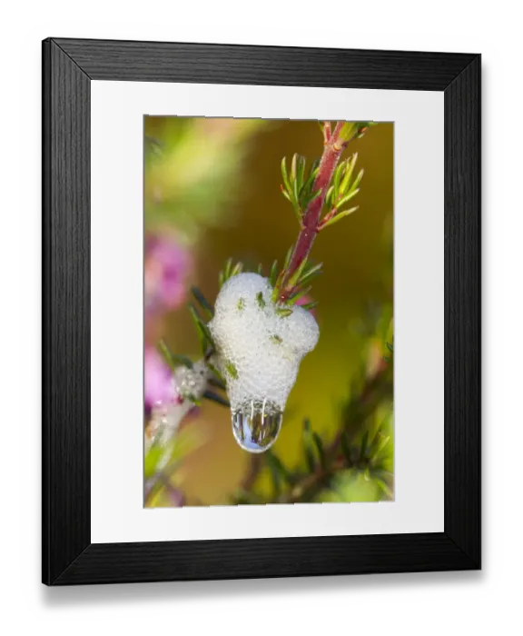 Framed Print : Froghopper (Cercopoidea sp. ) nymph in cuckoo-spit froth on heather, Powys, Wales, July Framed Print : Froghopper (Cercopoidea sp. ) nymph in cuckoo-spit froth on heather, Powys, Wales, July