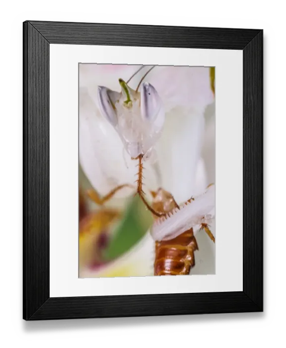 Framed Print : Orchid Mantis (Hymenopus coronatus) subadult, feeding on prey, Malaysia (captive)