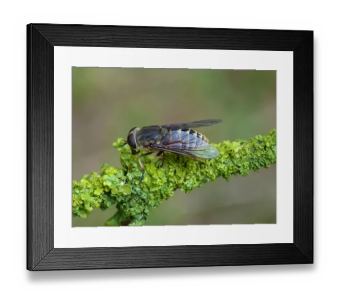 Framed Print : Dark Giant Horsefly (Tabanus sudeticus) adult, resting on lichen covered twig, Cannobina Valley, Italian Alps