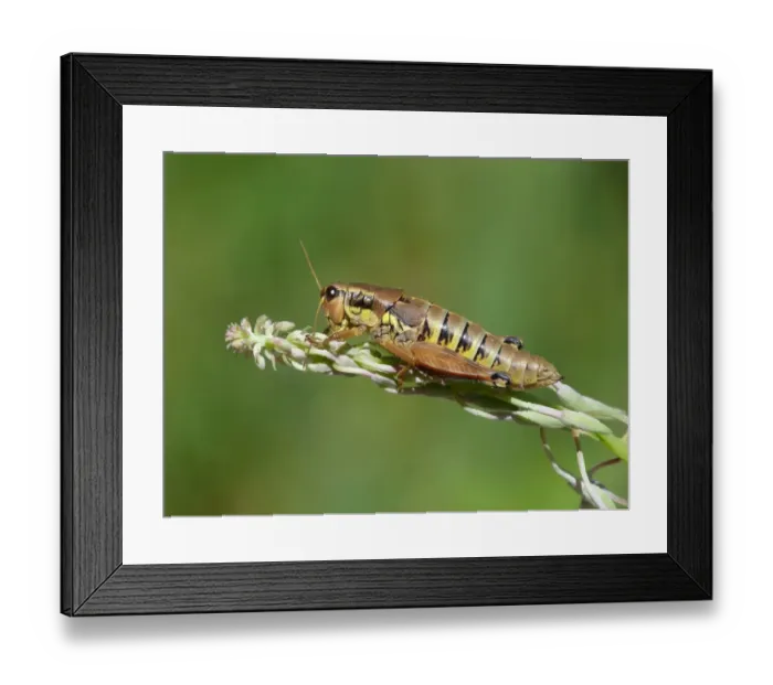 Framed Print : Large Banded Grasshopper (Arcyptera fusca) adult female, cleaning antennae, resting on willowherb stem, Simplon Pass Framed Print : Large Banded Grasshopper (Arcyptera fusca) adult female, cleaning antennae, resting on willowherb stem, Simplon Pass