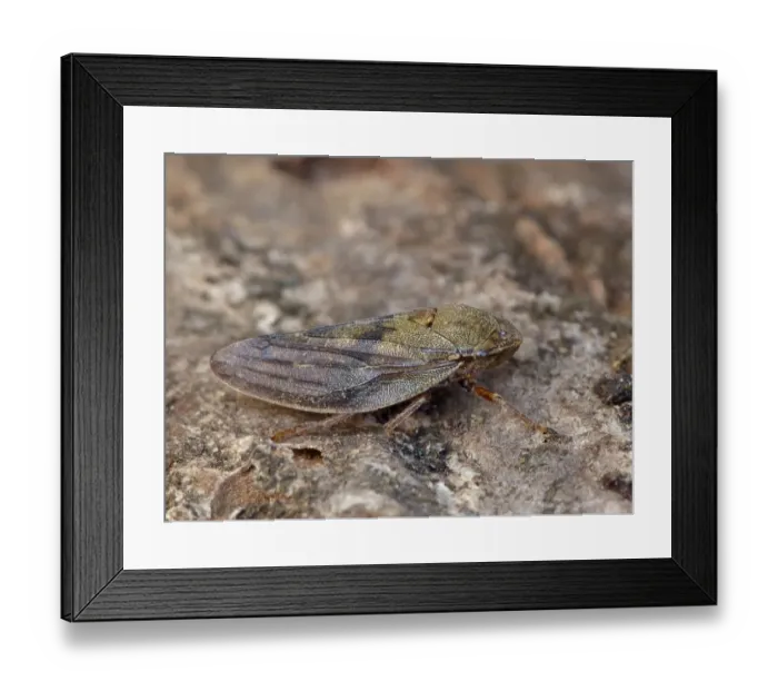 Framed Print : Froghopper (Aphrophora alni) adult, resting on tree stump in meadow, Cannobina Valley, Italian Alps, Piedmont Framed Print : Froghopper (Aphrophora alni) adult, resting on tree stump in meadow, Cannobina Valley, Italian Alps, Piedmont