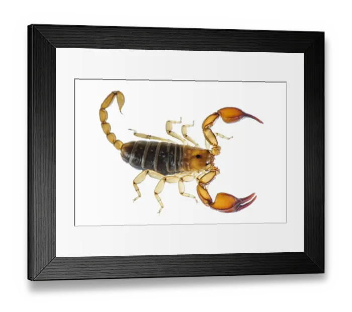 Framed Print : Small Wood-scorpion (Euscorpius sicanus) adult
