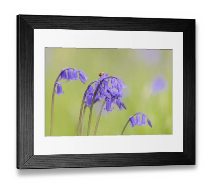 Framed Print : Seven-spot Ladybird (Coccinella septempunctata) adult, on Bluebell (Endymion non-scriptus) flower in churchyard, St Framed Print : Seven-spot Ladybird (Coccinella septempunctata) adult, on Bluebell (Endymion non-scriptus) flower in churchyard, St