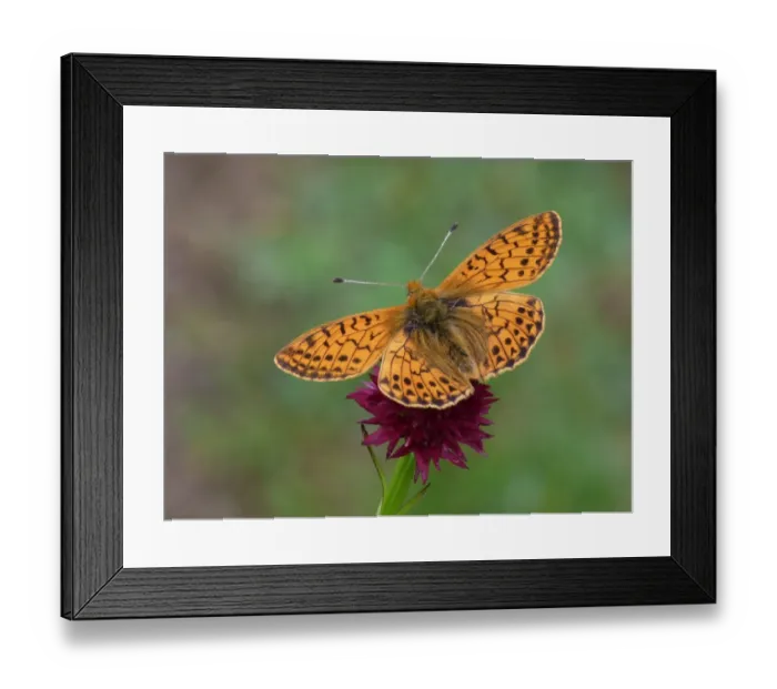Framed Print : Shepherds Fritillary (Boloria pales) adult, feeding on Black Vanilla Orchid (Nigritella nigra) flowerspike Framed Print : Shepherds Fritillary (Boloria pales) adult, feeding on Black Vanilla Orchid (Nigritella nigra) flowerspike
