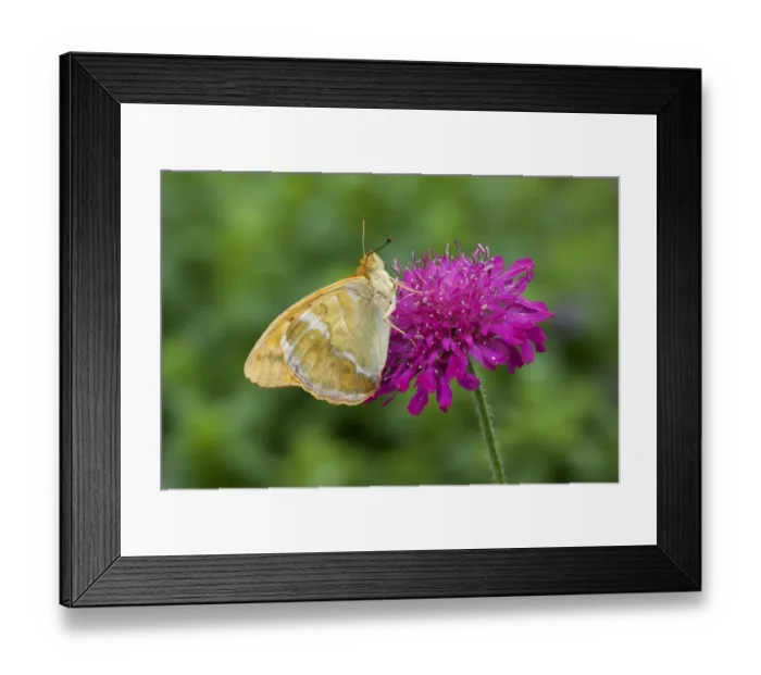 Framed Print : Silver-washed Fritillary (Argynnis paphia) adult, feeding on Macedonian Scabious (Knautia macedonica) Framed Print : Silver-washed Fritillary (Argynnis paphia) adult, feeding on Macedonian Scabious (Knautia macedonica)