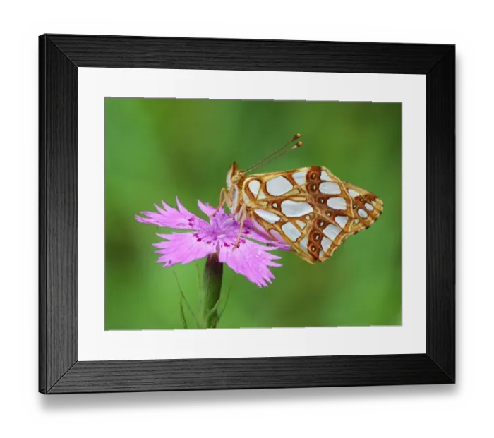 Framed Print : Queen of Spain Fritillary (Issoria lathonia) adult, roosting on Carthusian Pink (Dianthus carthusianorum) flower Framed Print : Queen of Spain Fritillary (Issoria lathonia) adult, roosting on Carthusian Pink (Dianthus carthusianorum) flower