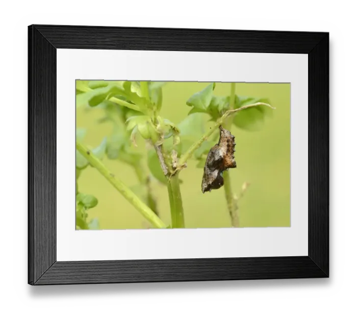 Framed Print : Silver-washed Fritillary (Argynnis paphia) pupa, hanging from Violet (Viola sp. ) stem, Oxfordshire, England, May Framed Print : Silver-washed Fritillary (Argynnis paphia) pupa, hanging from Violet (Viola sp. ) stem, Oxfordshire, England, May