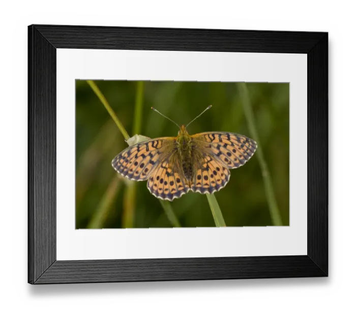 Framed Print : Niobe Fritillary (Argynnis niobe) adult, resting, Auvergne, France, August Framed Print : Niobe Fritillary (Argynnis niobe) adult, resting, Auvergne, France, August
