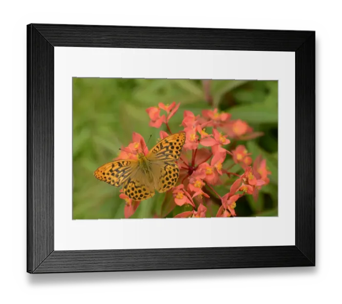 Framed Print : Silver-washed Fritillary (Argynnis paphia) adult male, resting on Spurge (Euphorbia sp. ) flowers, Oxfordshire, England Framed Print : Silver-washed Fritillary (Argynnis paphia) adult male, resting on Spurge (Euphorbia sp. ) flowers, Oxfordshire, England